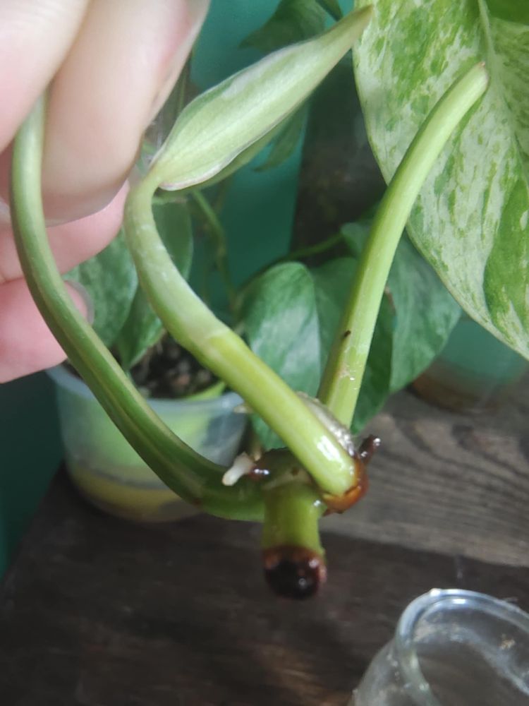 Philodendron cream splash pędówka