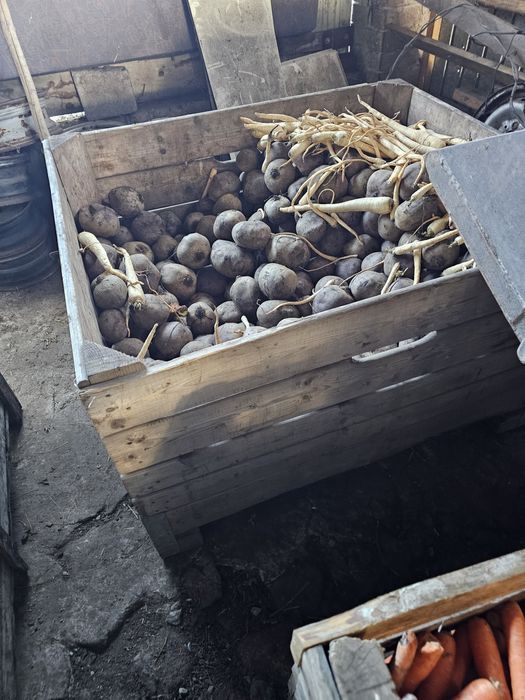 Warzywa dla zwierząt marchew kapusta burak pietruszka dynia paszowa od