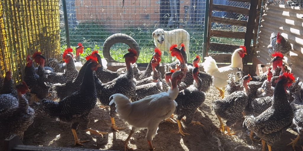 Frango/Galo pedrês portuguêsa
