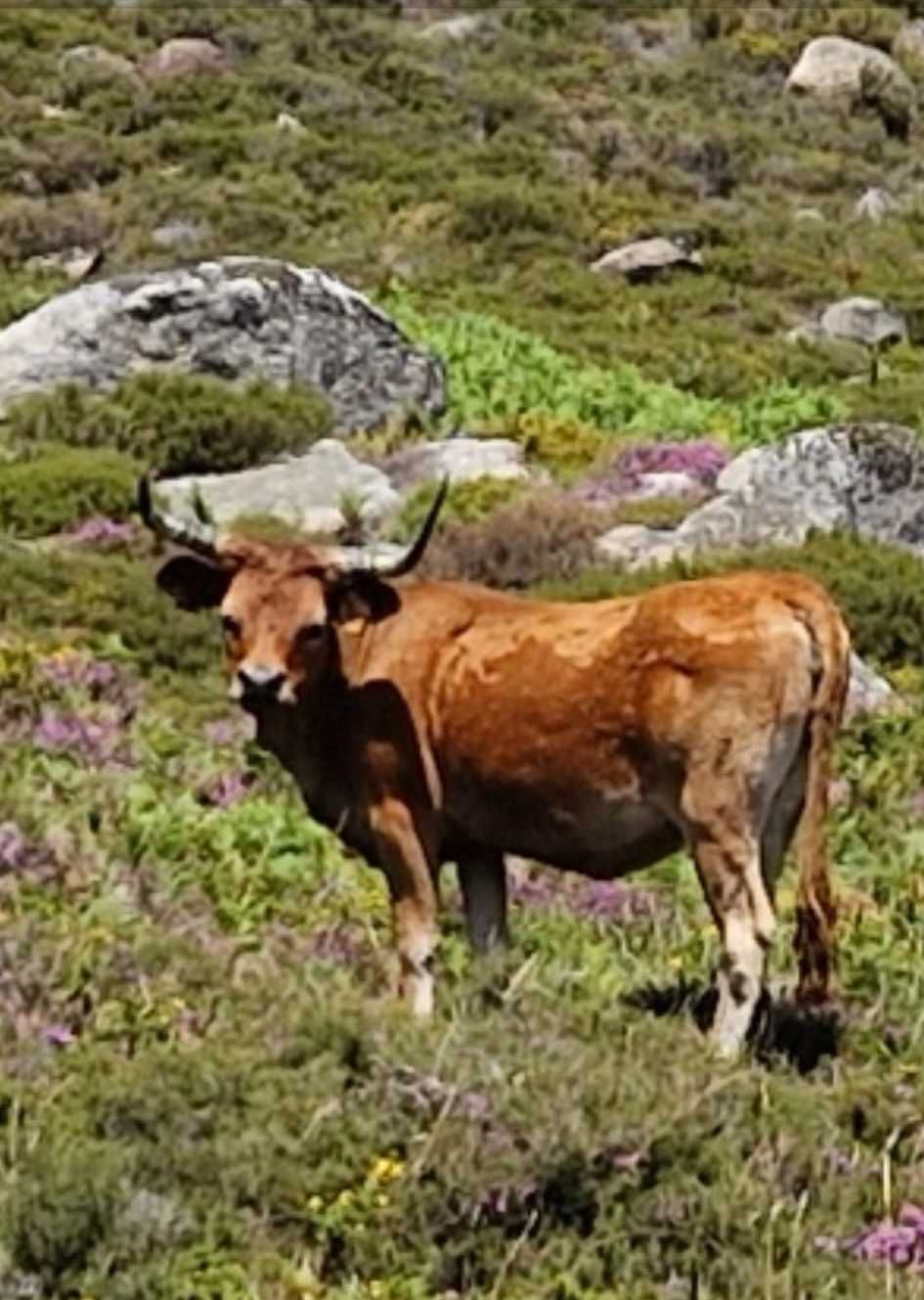 Oportunidade: Venda de 5 Vacas e 1 Touro Raça Barrosã + 1 Vaca Cruzada