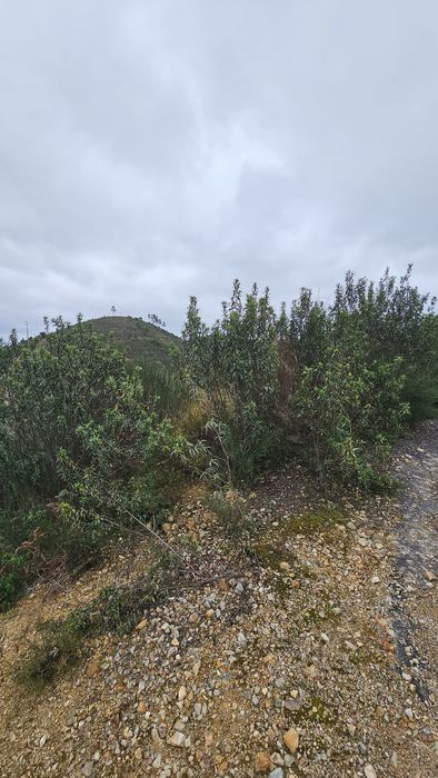 Terreno em Mação