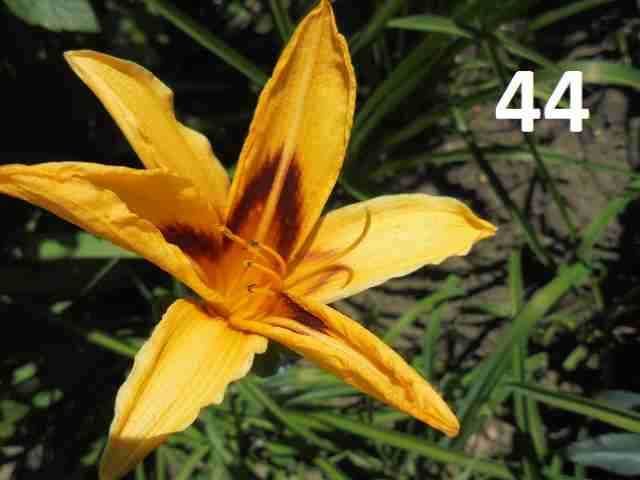Liliowce - Liliowce