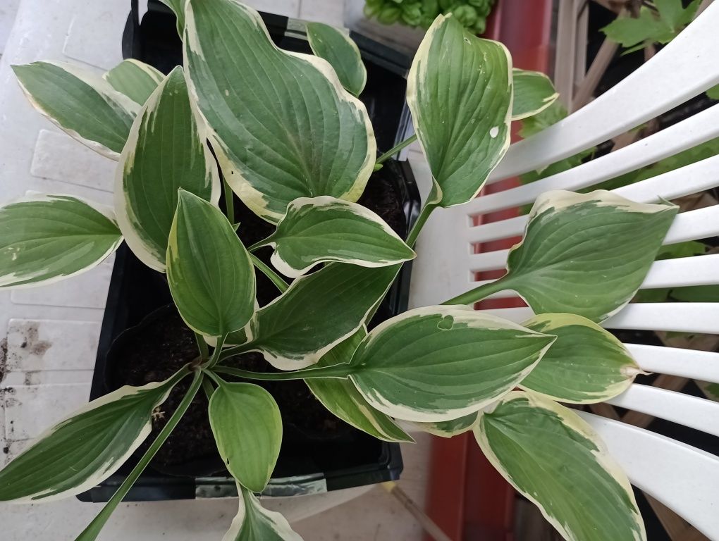 hosta funkia sadzonki doniczka