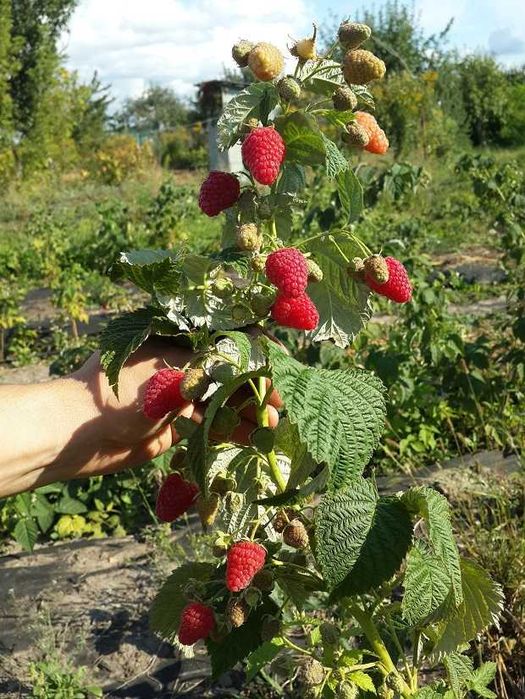 Sprzedam sadzonki malin, Sugana Szybka WYSYŁKA-Duży owoc