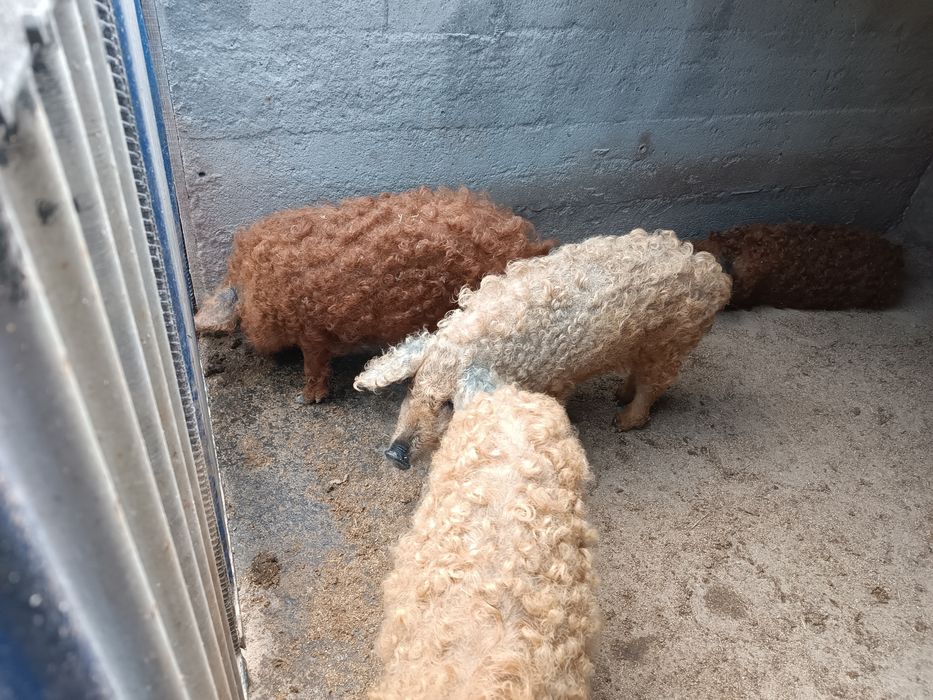 Поросята мангалиця