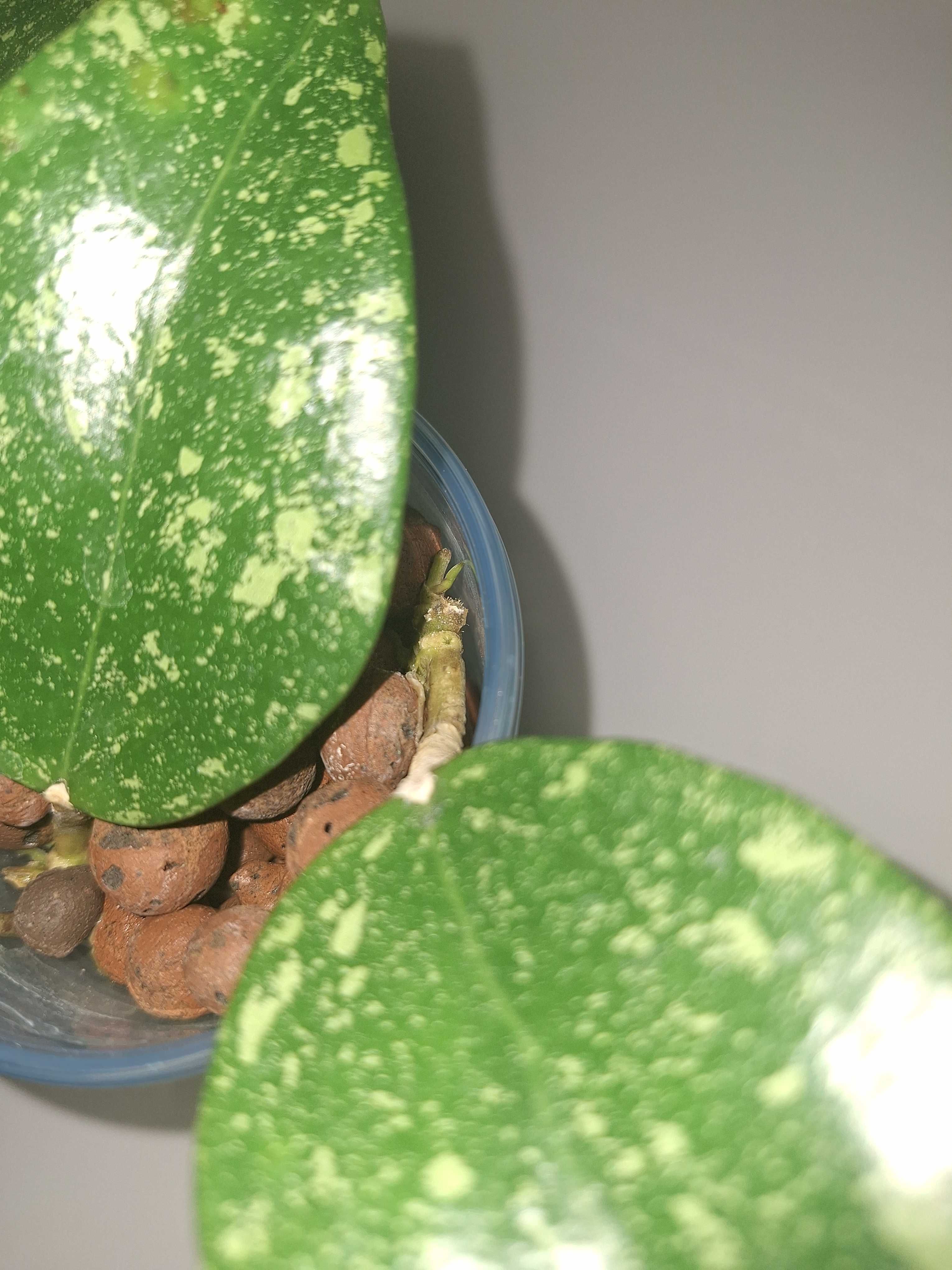 Hoya Parasitica Lao, 3 sadzonki w keramzycie. Cena 45zł