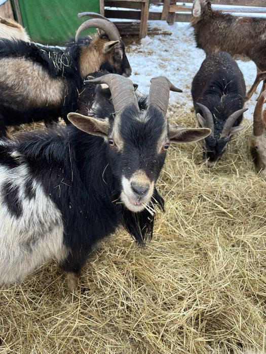 Камерунские козлики