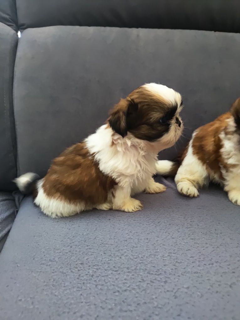 Shih tzu chłopaki gotowe do odbioru