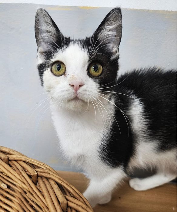 Kochana, wesoła i młodziutka Szaza szuka domu!