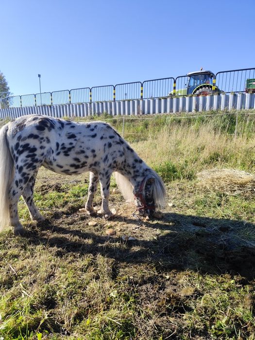 Kucyk ogierek tarant