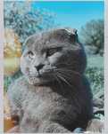 Зник Котик Томас