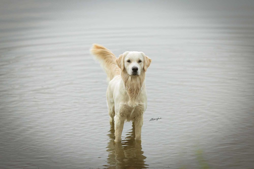 Golden Retriever FCI zapowiedź miotu. Wiosna 2026r.