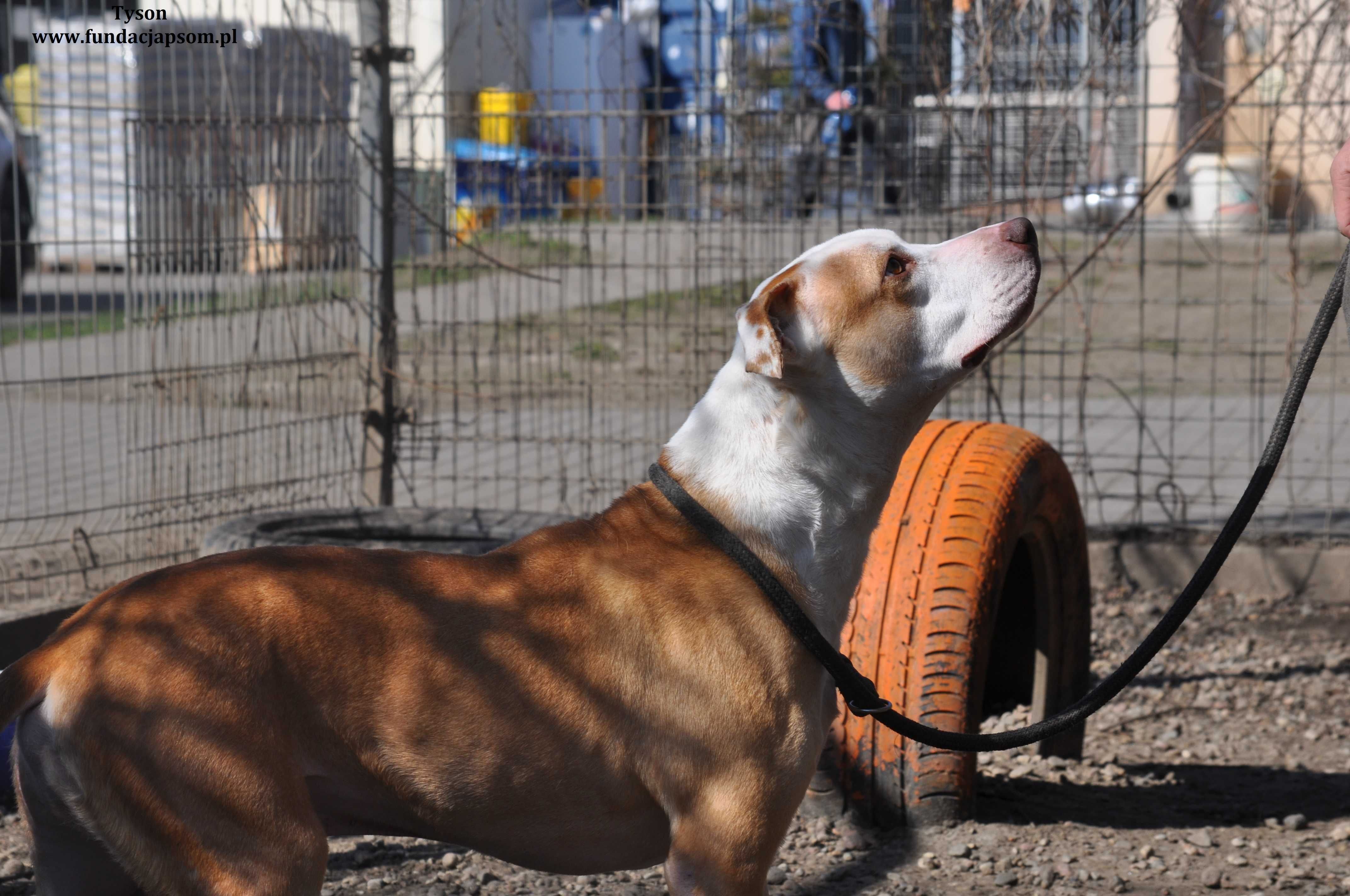 Tyson- Fantastyczny psiak poleca się do adopcji!