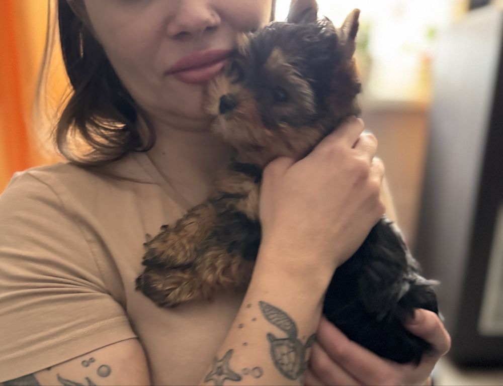 Yorkshire terrier  piesek Uci