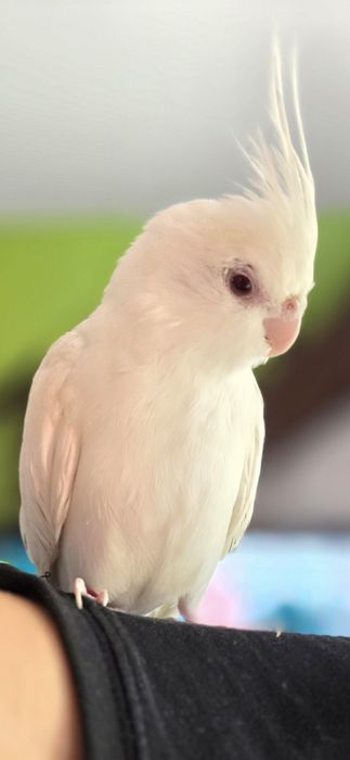 Nimfa z klatką i wyposażeniem