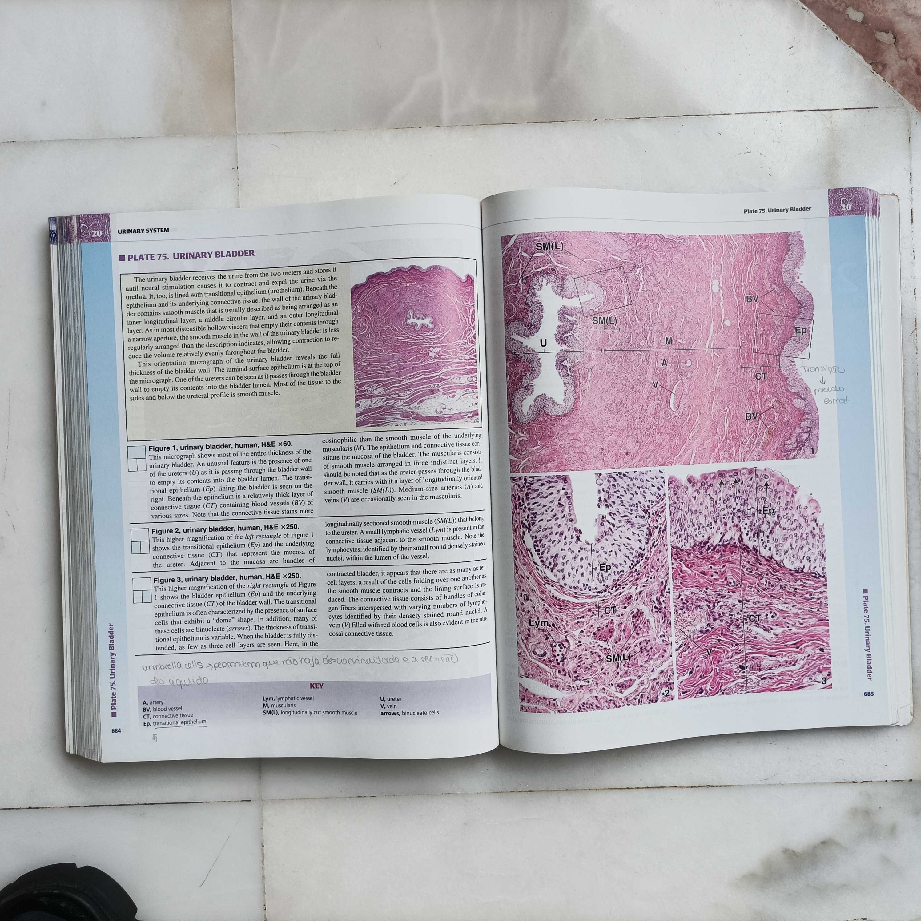 Histology - A Text and Atlas - Fifth edition