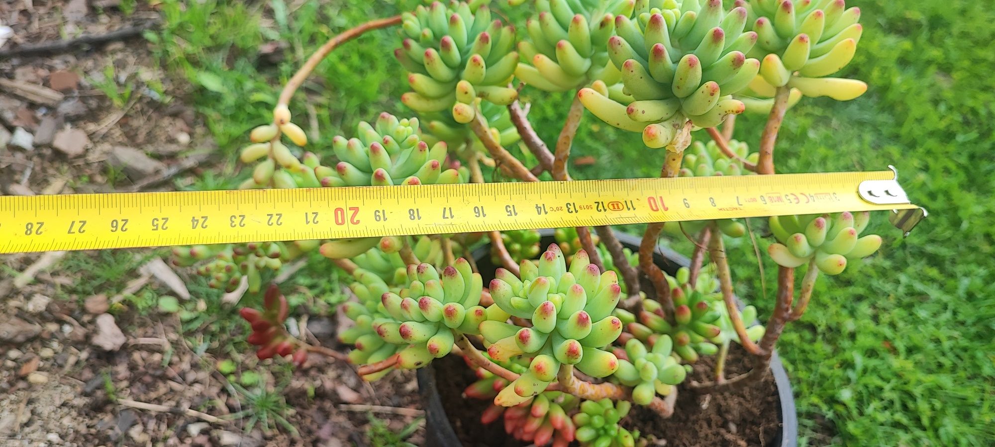 Planta suculenta