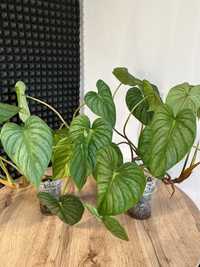 PHILODENDRON SORIDOII AFF | monstera, epipremnum, syngonium