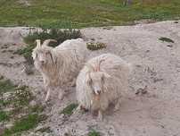 Cabras angoras jovens