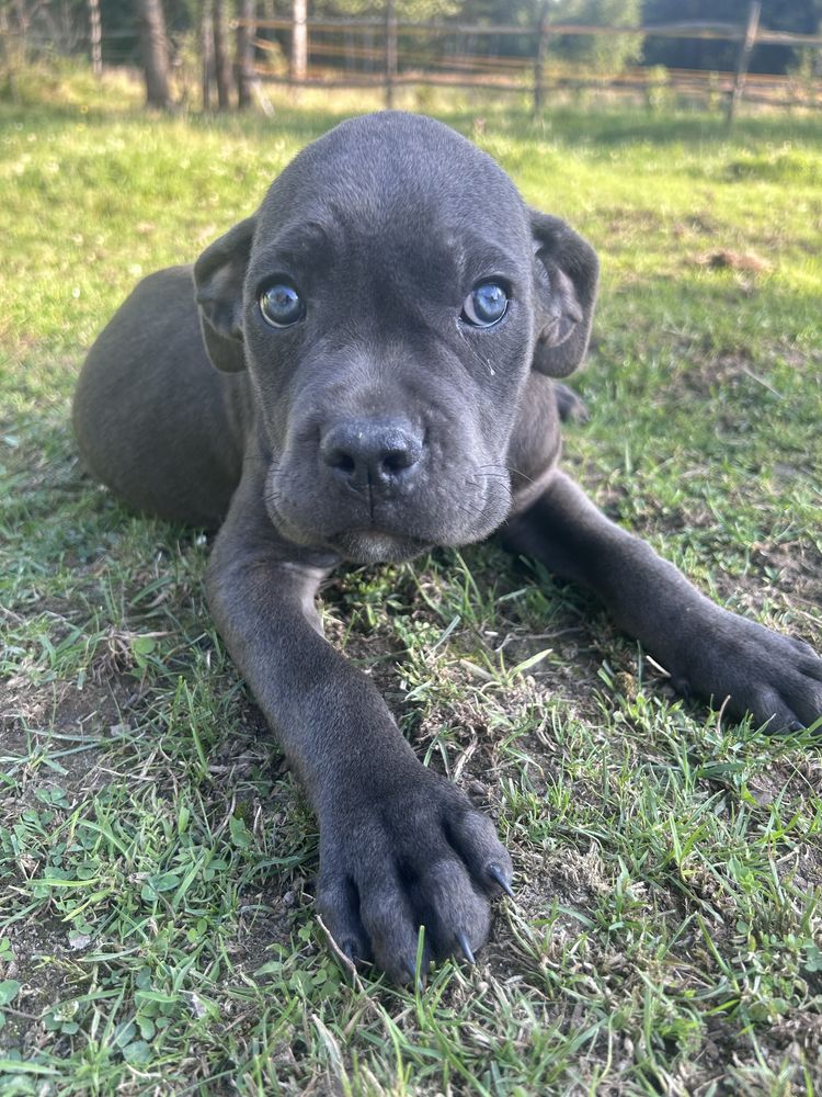 Cane corso do odbioru suczka niebieska pochodzenie FCI