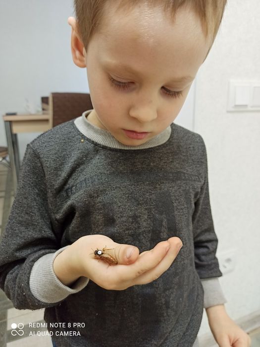 Ф1 бджоломатки Бакфаст 2025