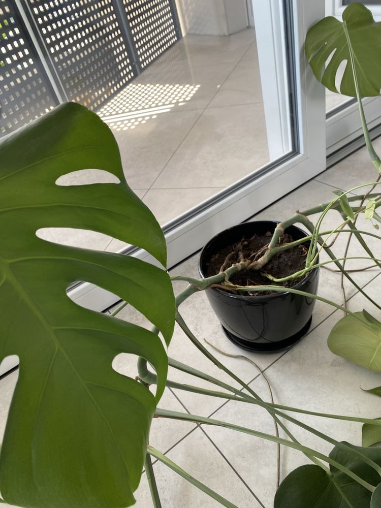 Duża Monstera deliciosa