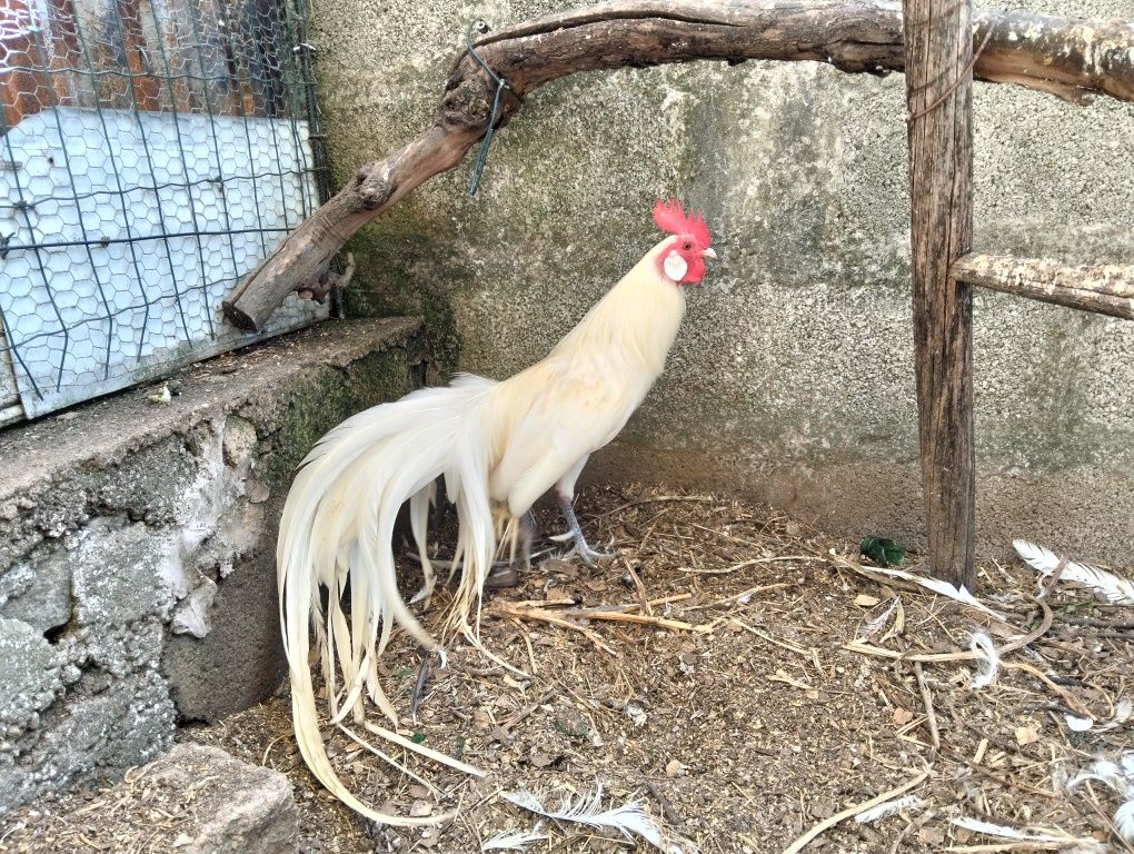 Trio de Fênix anão