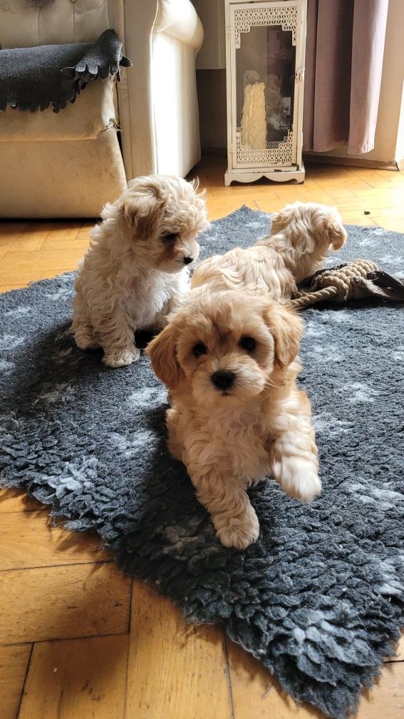 Piękny szczeniak MALTIPOO