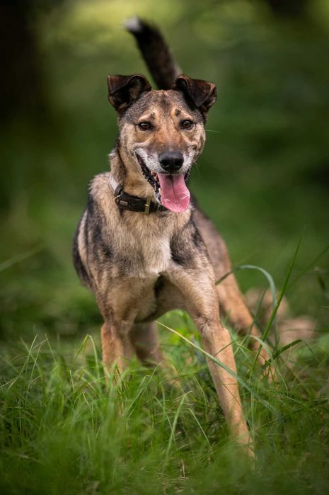 Miszel - piękny, sympatyczny psiak ADOPCJA