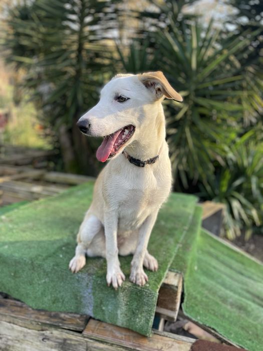 Cachorra Pronta para passeios e brincadeira