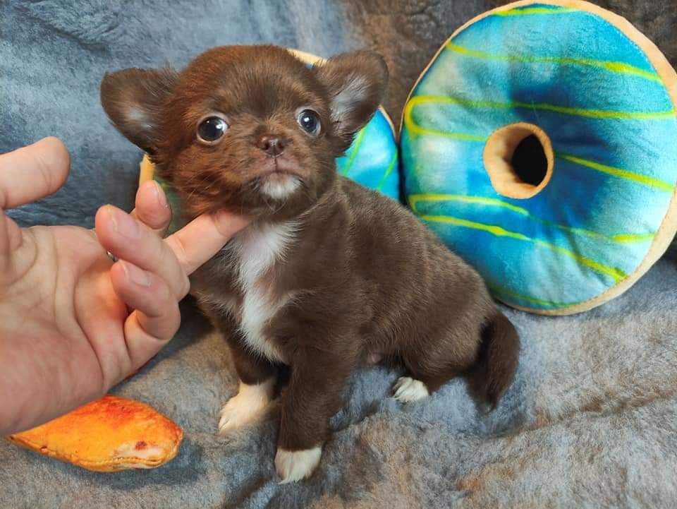 Cudowny mini piesek Chihuahua długowłosy czekoladowy.Rodowód4pokolenia