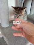 Zuza szuka domku
