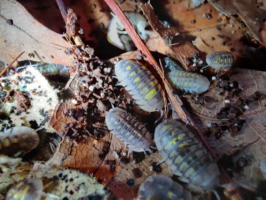 Armadillidium granulatum Isopody/kulanki/ekipa sprzątająca/łatwe