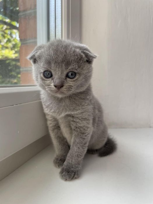 Кошенята котята шотландські котики британці