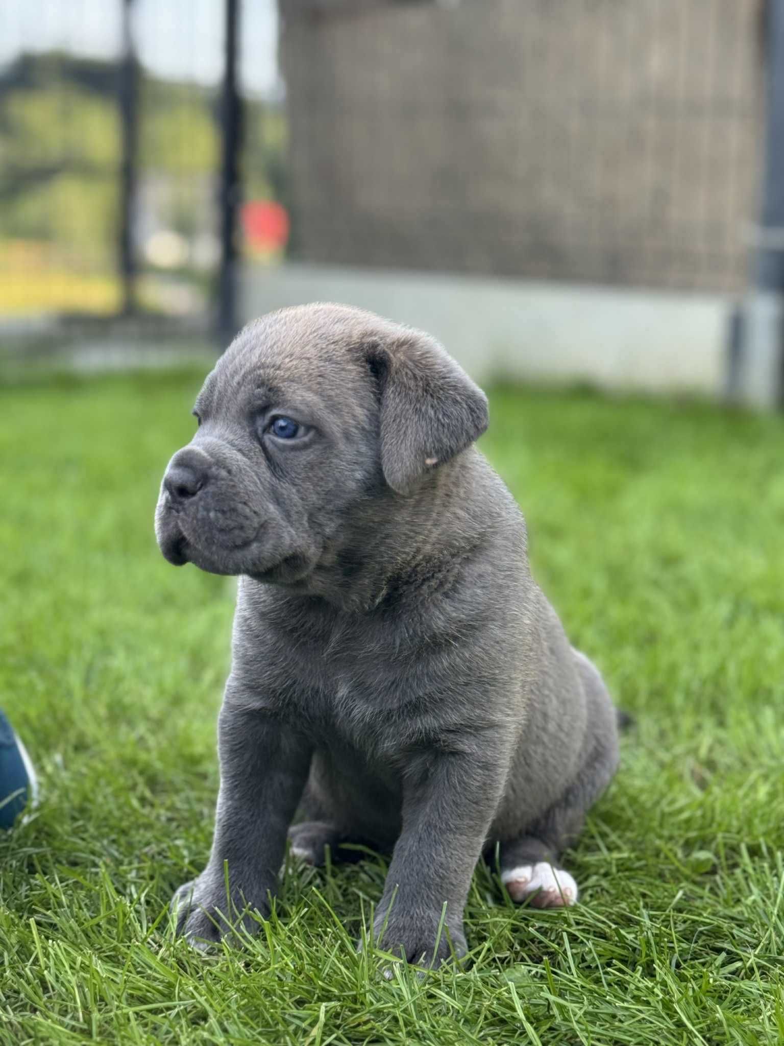 Cane Corso szara suczka FCI/ZKwP