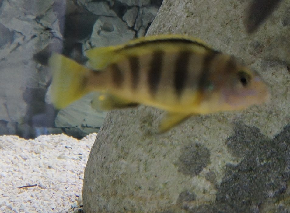 Crias Labidochromis sp Perlmut