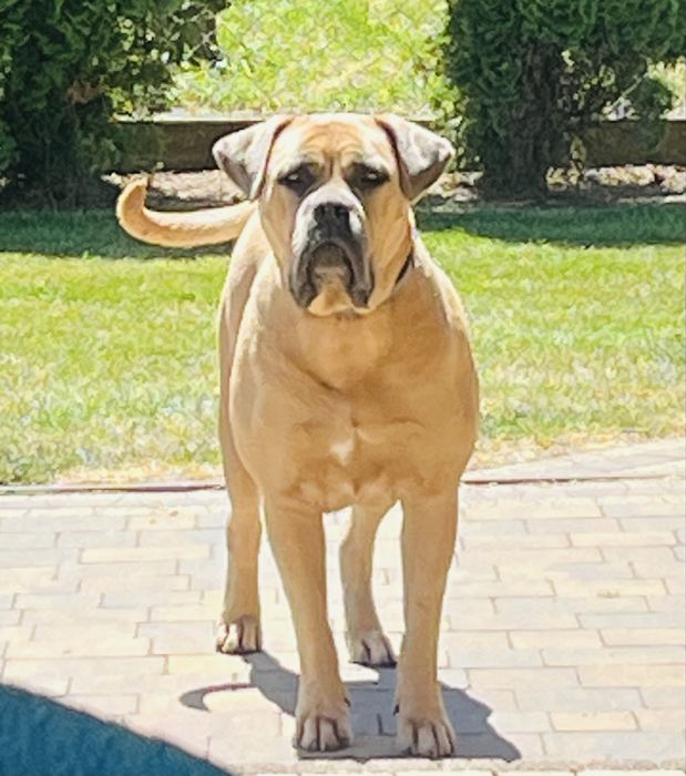 Szczenię Puma Nero FCI Cane Corso szczenie po GRAND CHAMPIONIE