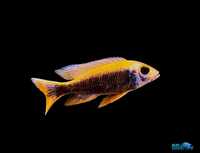 Sciaenochromis sp purple pyszczak malawi dorosłe 1+4