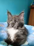 Maine coon kotka niebieski solid z białym rodowód FPL