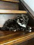 Śliczny Piesek Shih Tzu Gotowy Do Odbioru