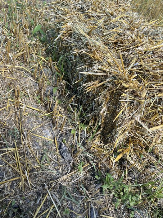 Тюки соломи з з пшениці та овса