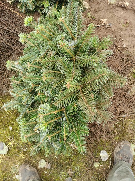 Sadzonki jodła Nordmann i Nobilis do 25 cm