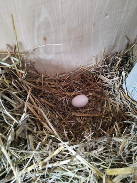 Jaja kurze, kacze, gesie