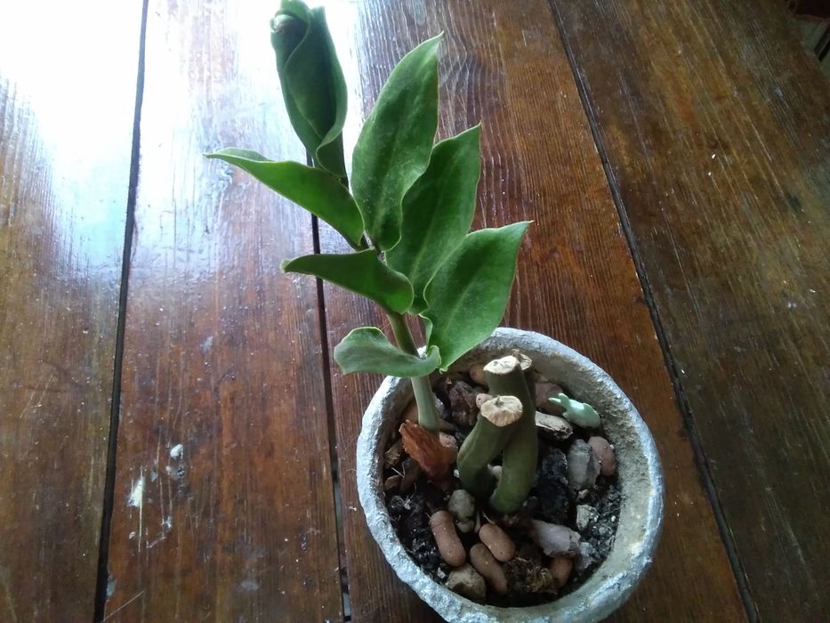 . Алоэ.Хойя.Плектрантус.