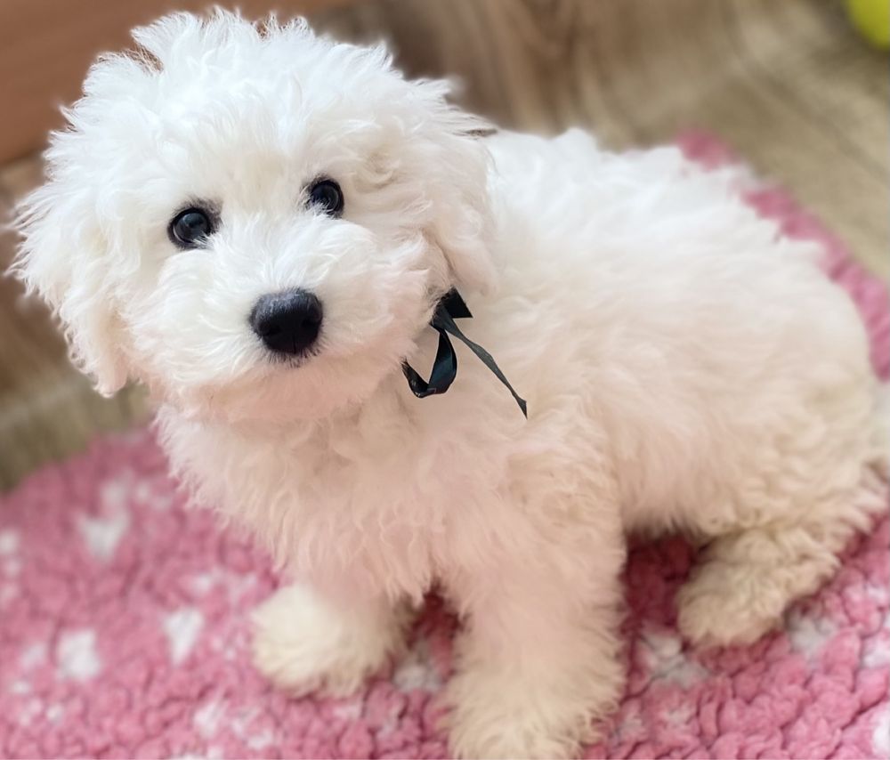 Bichon Frise piesek