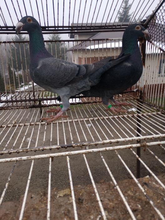 Gołębie Rzeszowskie