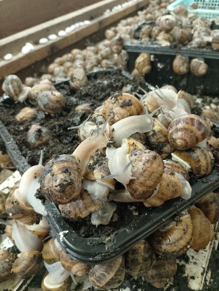 Oseski ślimaka Helix Aspersa Muller