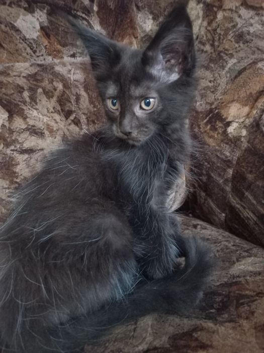 Czarny kocurek Maine Coon