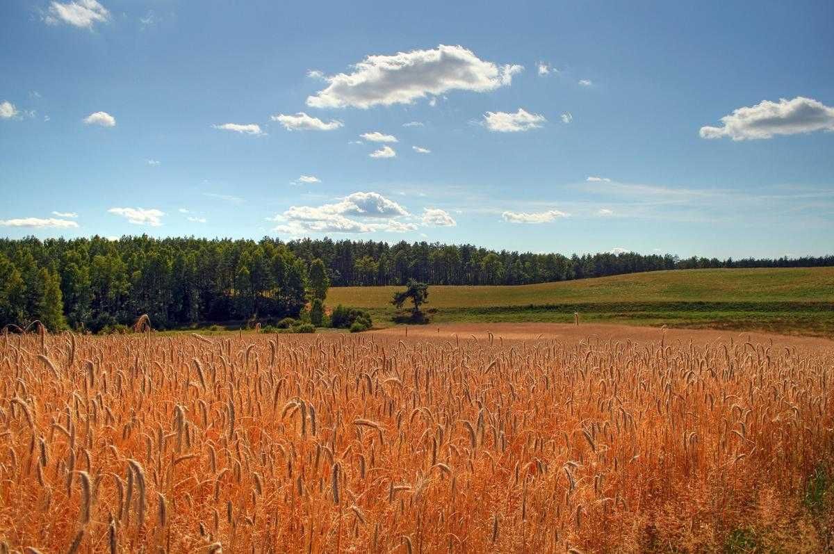 Sierpien wolne terminy dom domek do wynajęcia nad jeziorem kaszuby