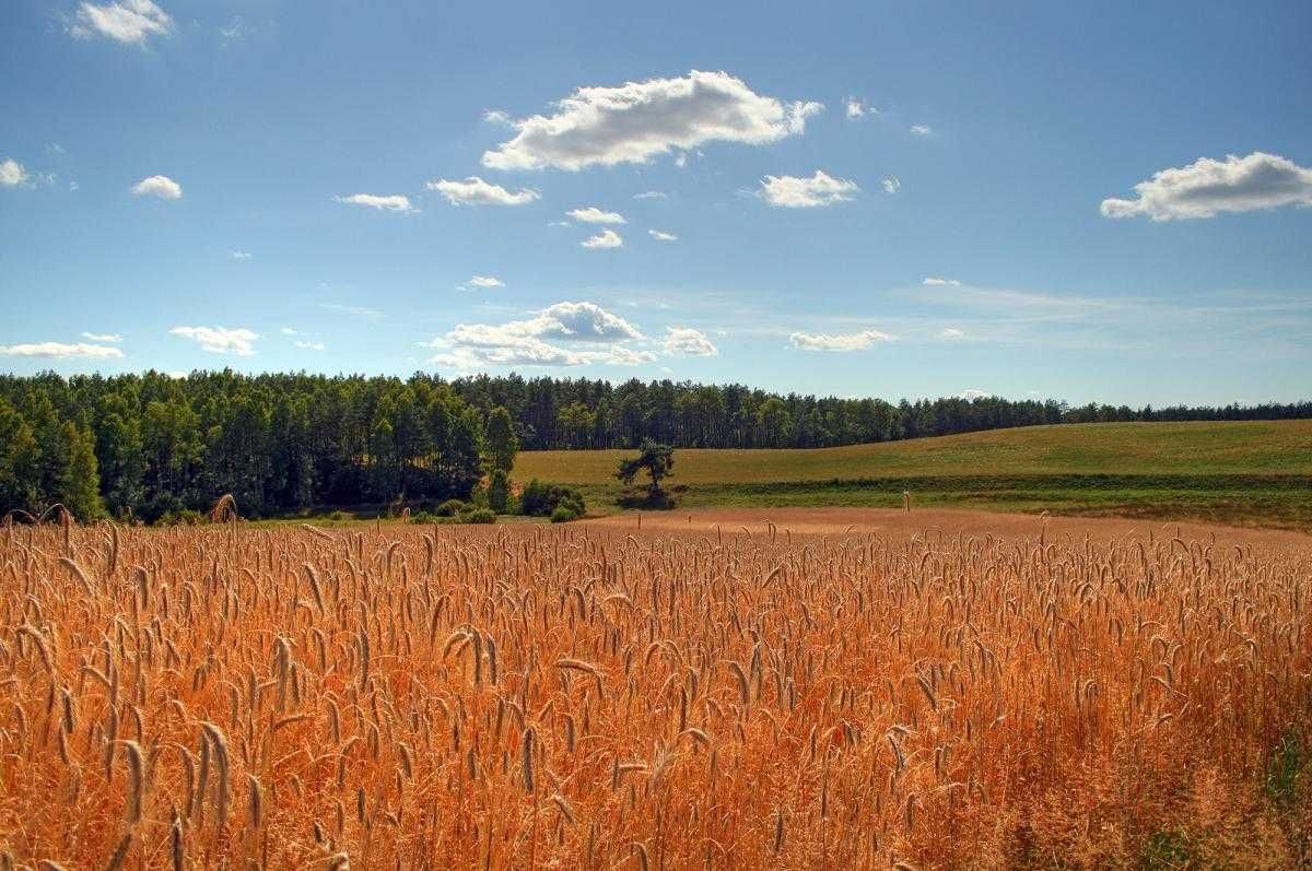 Wolne terminy dom domek do wynajęcia jeziorem staw ryby agroturystyka